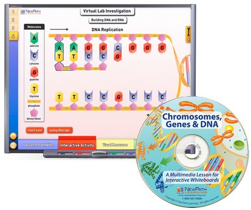 Chromosomes/DNA Multimedia Lesson (Site License)